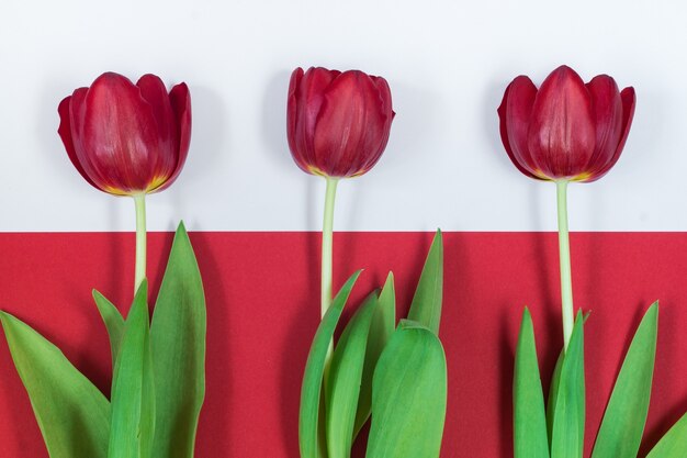 Tres tulipanes rojos sobre fondo blanco y rojo
