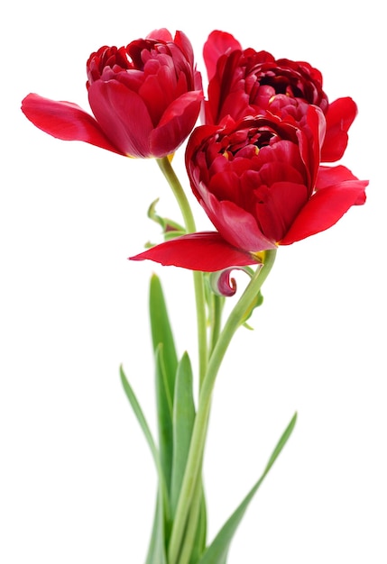 Tres tulipanes rojos