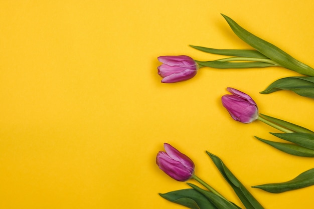 Tres tulipanes rosados de lado en la pared amarilla