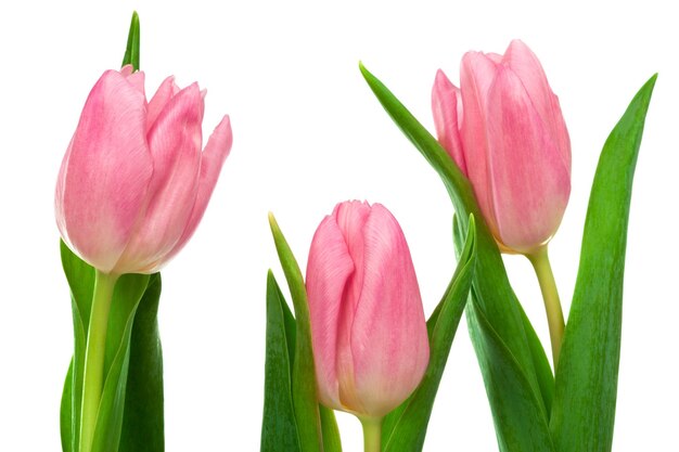 Tres tulipanes rosados