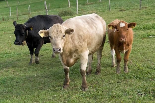 três vacas coloridas num prado