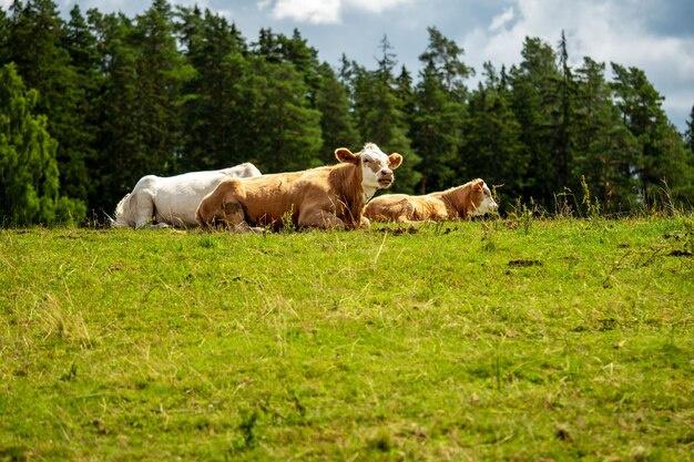 Foto tres vacas están acostadas en un prado verde en un día soleado dos vacas son marrones una es blanco bosque verde