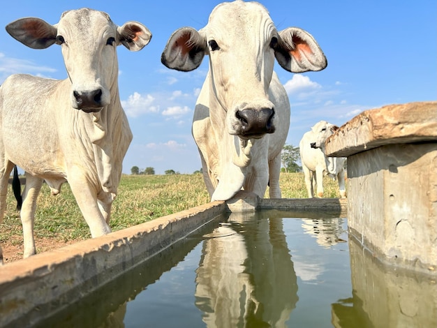 tres vacas están bebiendo de una fuente de agua