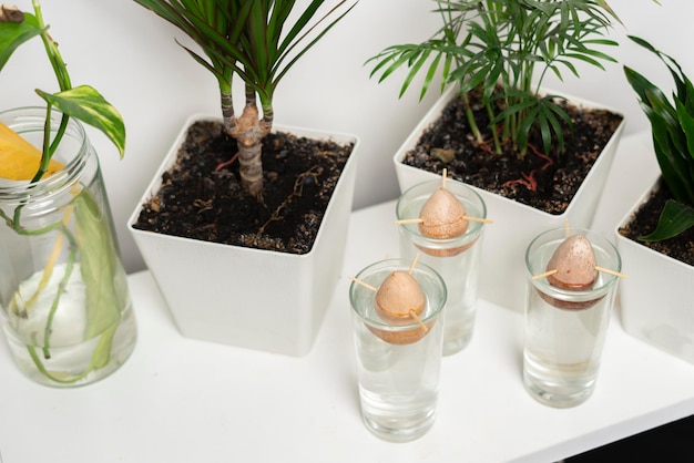 Tres vasos con agua y las semillas de aguacate, cultivando el árbol de aguacate tropical en el jardín de casa, comienzan la nueva vida