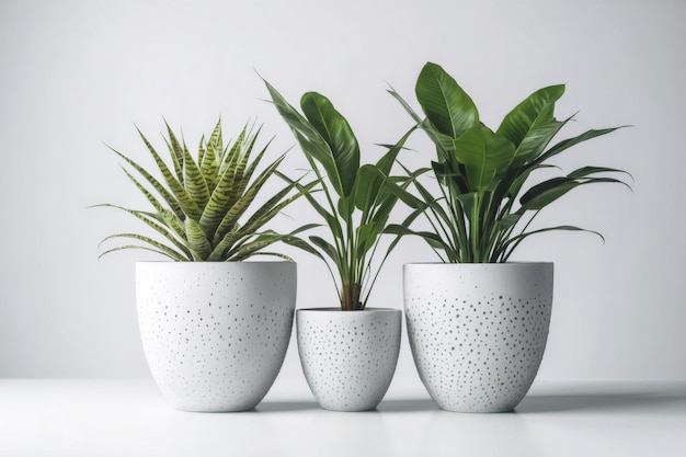 Três vasos com plantas neles