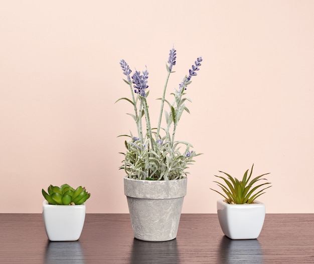 Três vasos de cerâmica com plantas em uma mesa preta