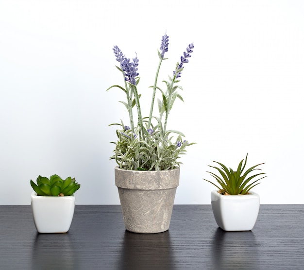 Três vasos de cerâmica com plantas em uma mesa preta