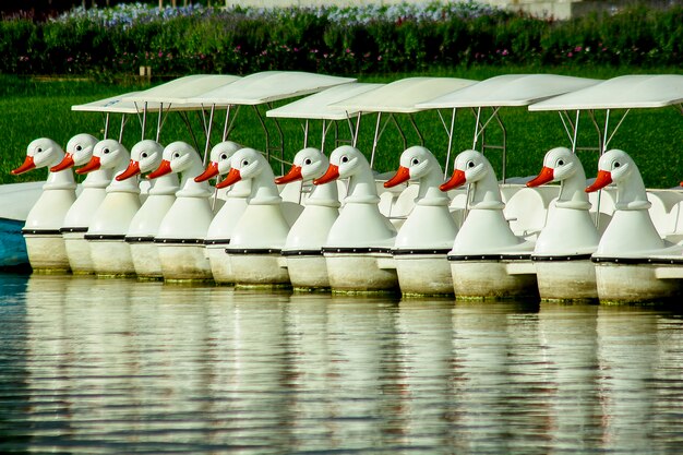 Tretboote, die im Wasser am Park schwimmen.