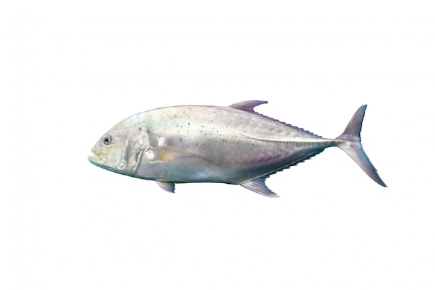 Trevally gigante isolado