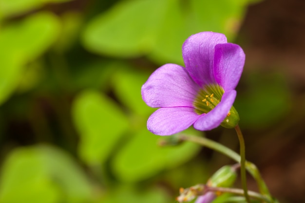 Trevo de folhas de árvore trifolium trifolium - roxo