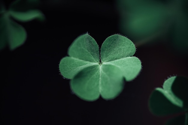 Trevo de quatro folhas irlandês sortudo no campo para o dia de São Patrício