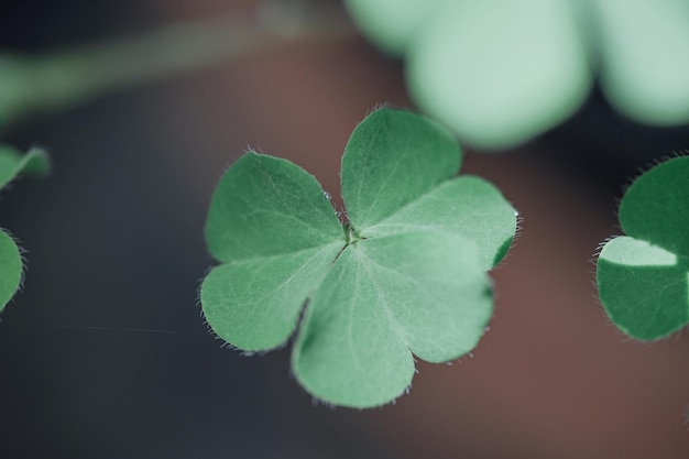 Trevo de quatro folhas irlandês sortudo no campo para o dia de São Patrício