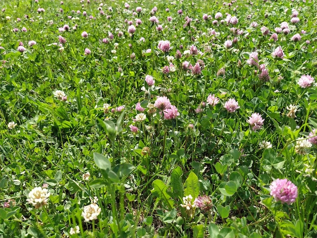 Trevo rosa no prado Grama verde e flores do prado no campo Linda paisagem de verão perfumada