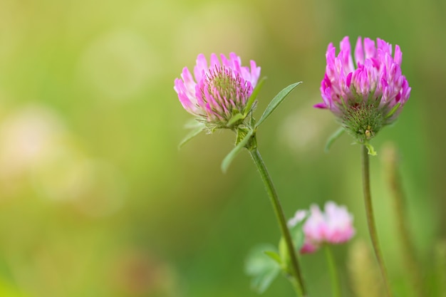 Trevo (Trifolium). Prado de trevo em verde