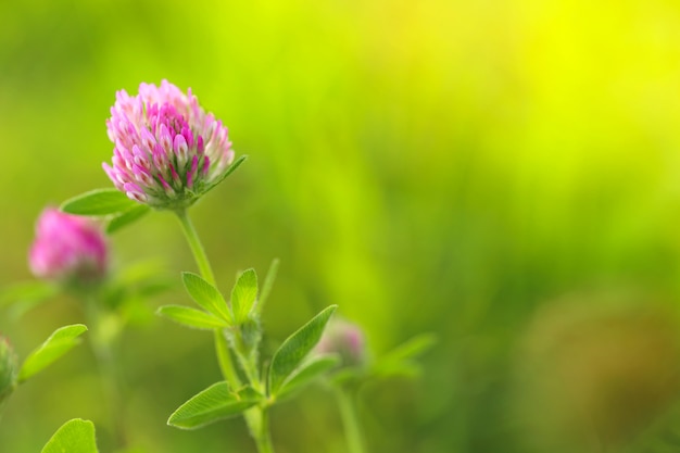 Trevo (Trifolium). Prado de trevo.