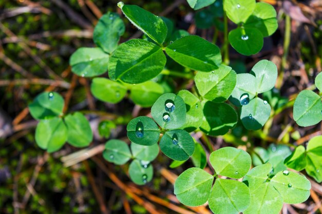 Trevo verde folhas com gotas de orvalho