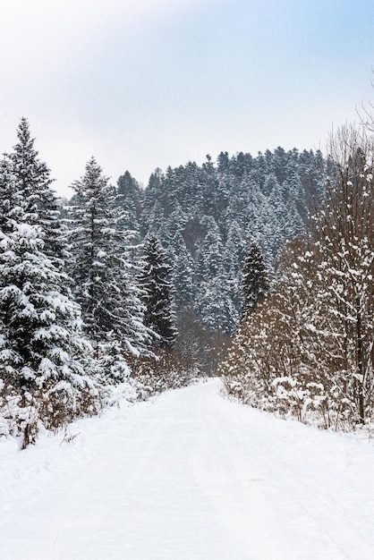 Trial Trough Snow Covered Wildernes Forest em Mountains Bieszczady Park na Polônia