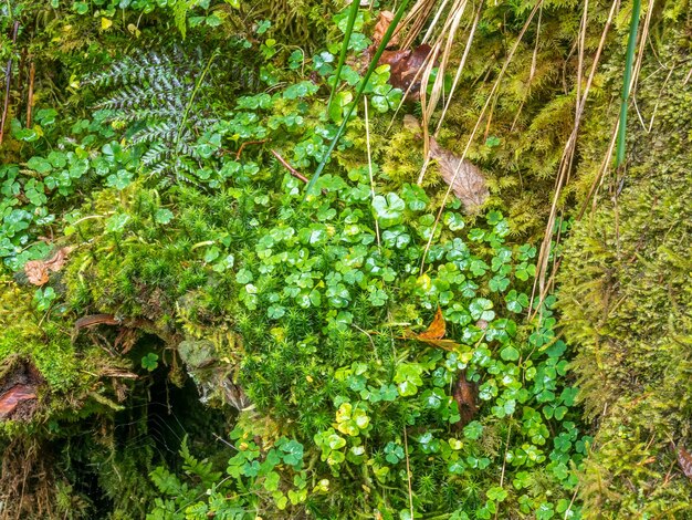 Triberger Wasserfälle und umliegende Wälder im Schwarzwald Schwarzwald interessanter Ort zum Wandern