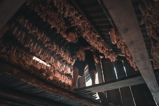 Tribu étnica mujer cultivando maíz dulce en una choza Sa Pa Vietnam