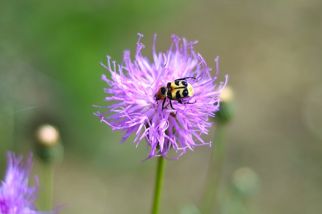 Trichius fasciatus el escarabajo abeja euroasiática en klasea centauroides flor