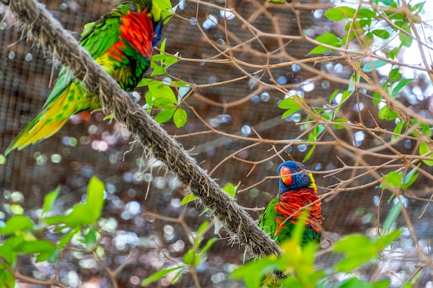 Trichoglossus haematodus haematodus rainbow lori um pássaro que tem uma combinação de cores muito bonita méxico