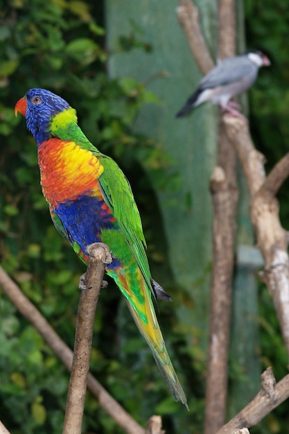 Trichoglossus haematodus ou lorikeet arco-íris vivem na África