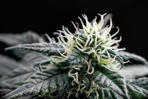Trichome Knospen von Marihuana Cannabis THC CBD