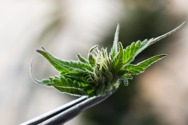 Trichome von medizinischem Cannabis auf der Knospe