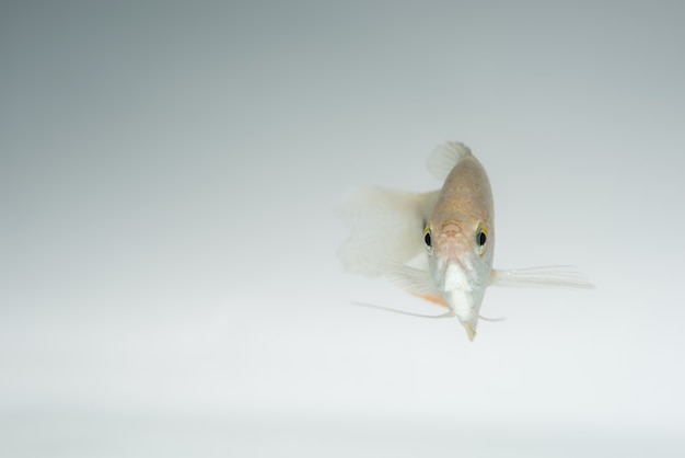 Foto trichopodus trichopterus isolado no fundo branco, tailândia