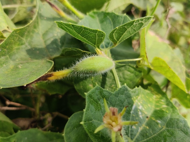 Foto trichosanthes dioica, também conhecido como cabaça pontiaguda. vegetal fresco e orgânico.