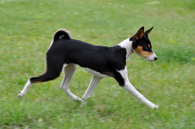 Tricolor Basenji Hund in der Natur