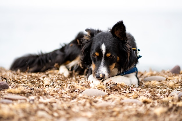 Tricolor Border Collie Hund liegt auf den braunen Algen am Strand