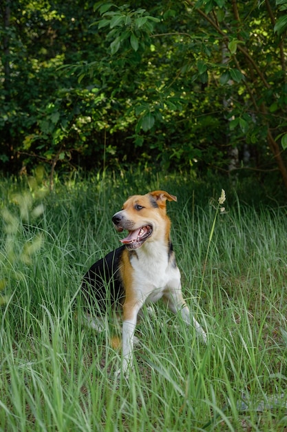 Tricolor Monrel Hund sitzt im Gras mit herausgestreckter Zunge. Ausgezüchteter Hund, der am Sommertag für den Park spaziert.