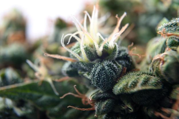 Foto tricomas de cannabis