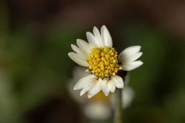 Tridax Daisy Flor de la especie Tridax procumbens