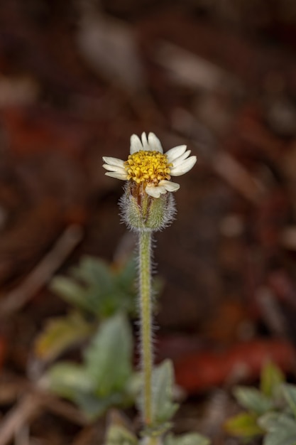 Tridax Daisy Flower der Art Tridax procumbens