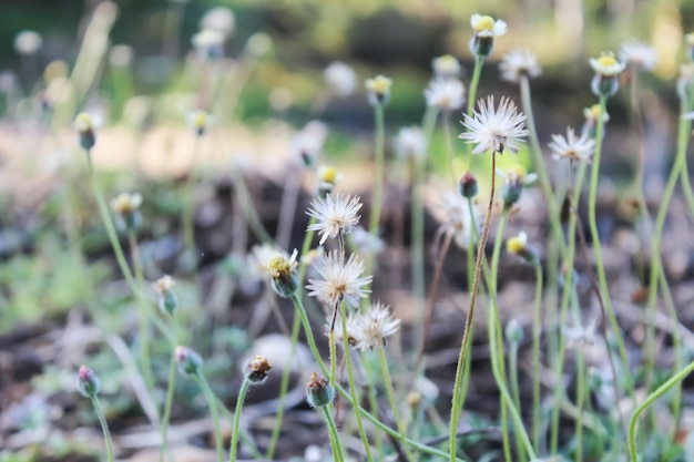 Foto tridax procumbens e outras gramíneas selvagens crescem no campo