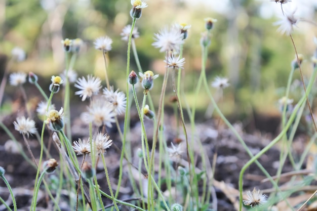 Foto tridax procumbens e outras gramíneas selvagens crescem no campo