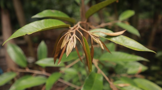 Triebe junger Blätter von Durian-Pflanzen oder Durian-Jungbaum