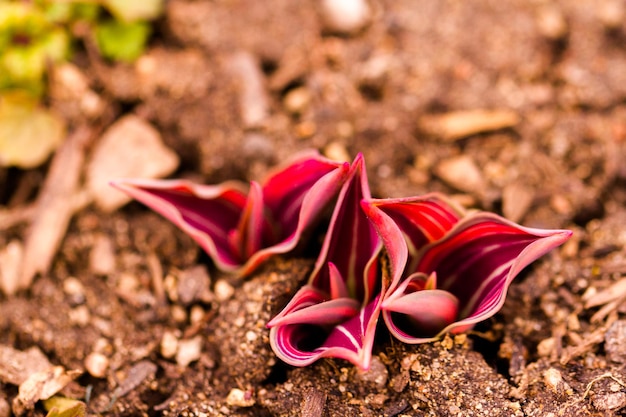 Triebe von Tulpen, die den Frühlingsboden brechen.