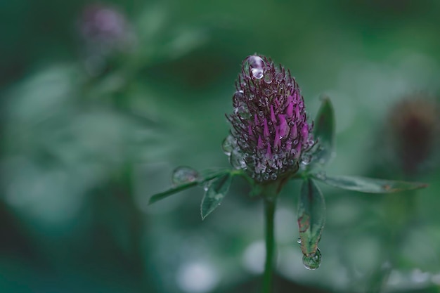 Trifolium em prado após chuva com gotas de água em suas flores tons escuros de fundo flor com espaço para cópia sazonal