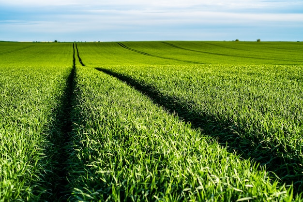 Trigo de agricultura de campo verde en verano