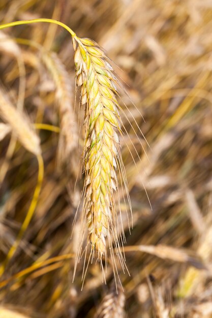 Trigo amarelado, cuja espiga é visível