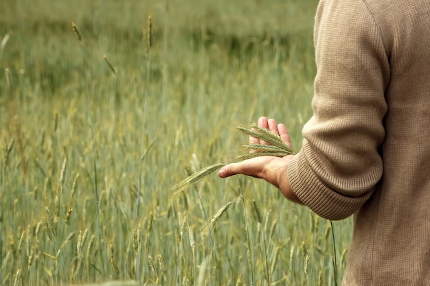 El trigo brota en la mano de un granjero.