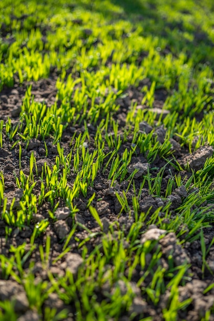 El trigo brota del suelo al sol.