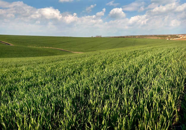 Trigo de brotes jóvenes de cerca en el campo y hermoso cielo con nubes