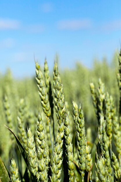 Foto trigo de campo agrícola