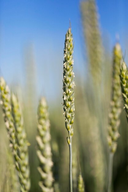 Trigo de campo agrícola