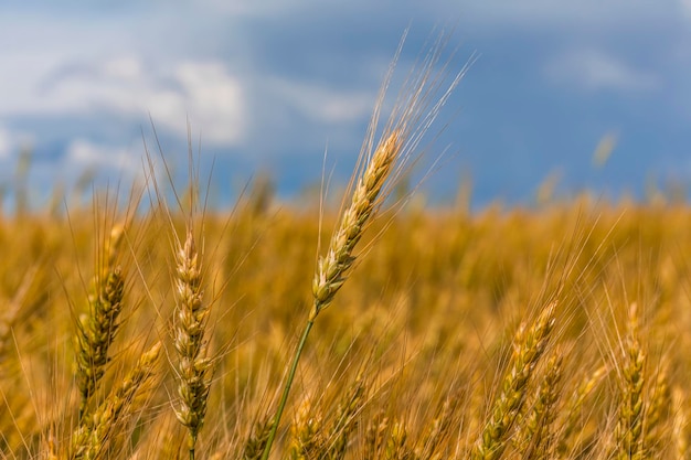 Trigo en el campo al atardecer Crisis alimentaria mundial