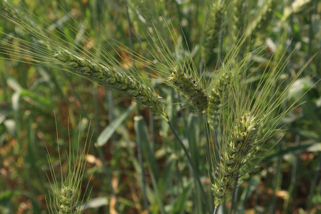 El trigo de color verde en primer plano firme para la cosecha